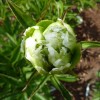 Саженец пиона древовидный Грин Джейд (Green Jade): фото и описание