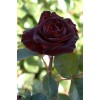 Саженец чайно-гибридной розы Блэк Баккара (Black Bakkara): фото и описание