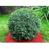 Саженец самшита вечнозелёный Бухус (Buxus): фото и описание