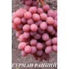 Саженец винограда Гурман (Ранний/Красный): фото и описание
