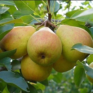Груша Добрянка (Сентябрина)