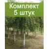Саженцы березы повислая до 40 см. - 5 шт.: фото и описание