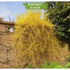 Сеянцы форзиции Свисающая (Пониклая) - 5 шт.: фото и описание