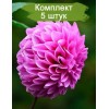 Клубни георгина Лаки Намбер (Lucky Number) (декоративная) - 5 шт.: фото и описание