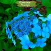 Саженцы гортензии крупнолистной Блюберд (Blue Bird) - 5 шт.: фото и описание