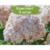 Саженцы гортензии древовидной Кандибелле Маршмэллоу (Candybelle Marshmallow) - 5 шт.: фото и описание