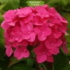 Саженцы гортензии крупнолистной Мэджикал Пинк Руби (Magical Pink Ruby) - 5 шт.: фото и описание