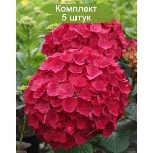 Комплект 5шт / Гортензия Red Wonder (крупнолистная)