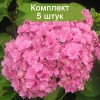 Саженцы гортензии крупнолистной Романс пинк (Romance Pink) - 5 шт.: фото и описание