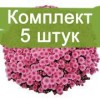 Саженцы хризантемы мультифлора Черил пинк (Cheryl Pink) - 5 шт.: фото и описание