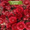 Саженцы хризантемы мультифлора Глори Ред (Glory Red) (Красная) - 5 шт.: фото и описание