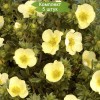 Саженцы лапчатки кустарниковой (Курильского чая) Примроуз бьюти (Primrose Beauty) - 5 шт.: фото и описание