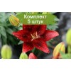 Луковицы лилии азиатской Тайни рокет (Tiny Rocket) - 5 шт.: фото и описание