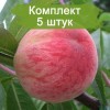 Саженцы персика Посол Мира - 5 шт.: фото и описание