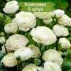 Клубни ранункулюса (Лютик) Вайт (White) - 5 шт.: фото и описание
