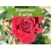 Саженцы чайно-гибридной розы Бранденбург (Brandenburg) - 5 шт.: фото и описание
