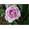Саженцы шраб розы Ля Роз дю Пти Принс (La Rose du Petit Prince) - 5 шт.: фото и описание