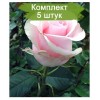 Саженцы чайно-гибридной розы Титаник (Titanik) - 5 шт.: фото и описание