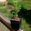 Сеянцы сосны обыкновенной до 20 см - 5 шт.: фото и описание