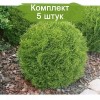 Туя Литл Гиант (Little Giant) - 5 шт.: фото и описание