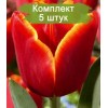 Луковицы тюльпана Лаура Фиджи (Laura Fygi) - 5 шт.: фото и описание