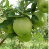 Саженец Яблони Гренни Смит (Granny Smith): фото и описание