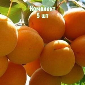 Комплект 5шт / Абрикос Сибиряк Байкалова