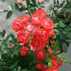 Саженец чайно-гибридной розы Оранж Морсдаг (Orange Morsdag): фото и описание